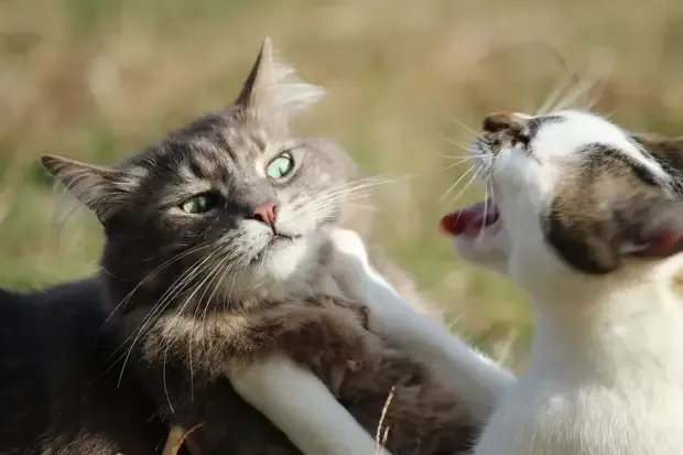 Коты выясняют отношения #2