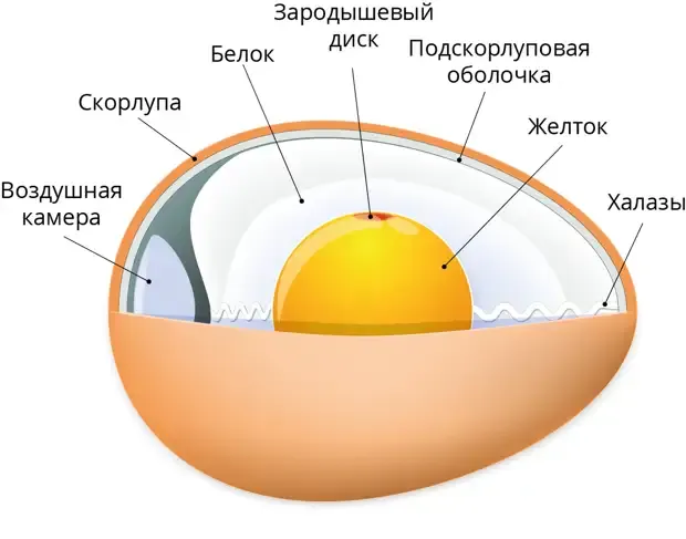 Схема яйца.