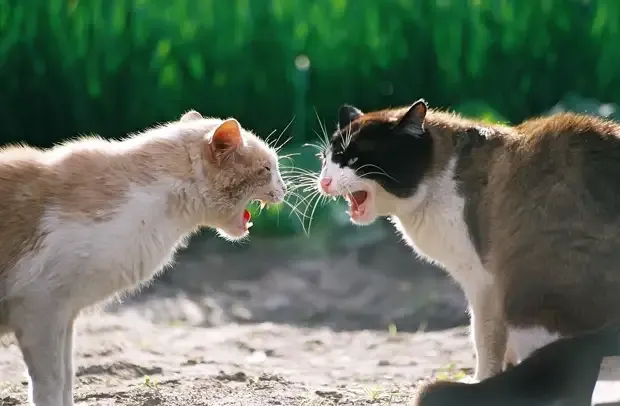 Коты. Серьезный разговор! #1