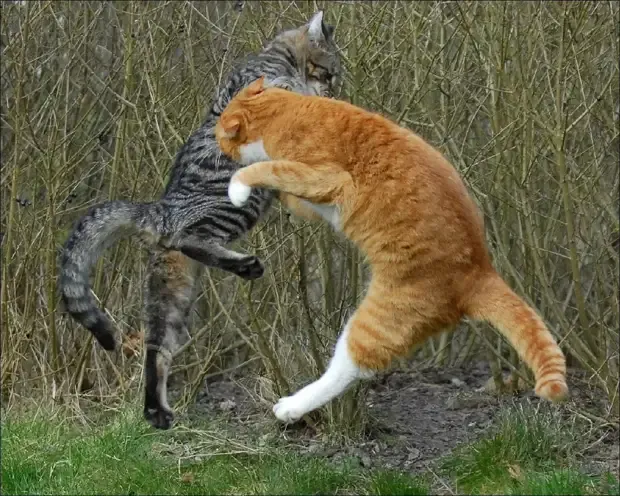 Коты. Разборки по серьезному #2