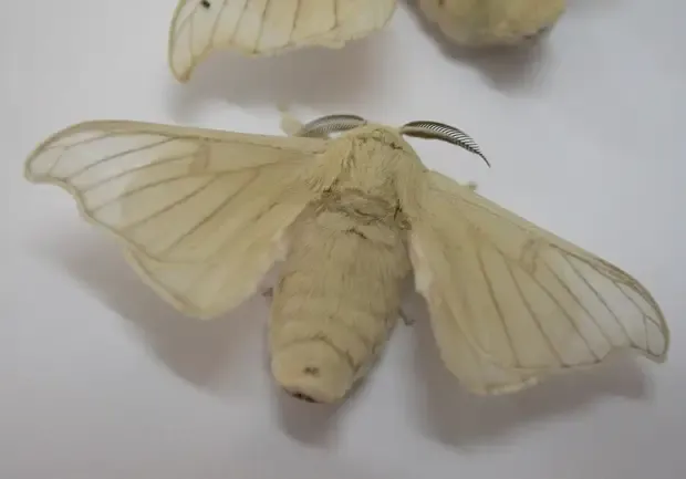 Тутовый шелкопряд (Bombyx mori)