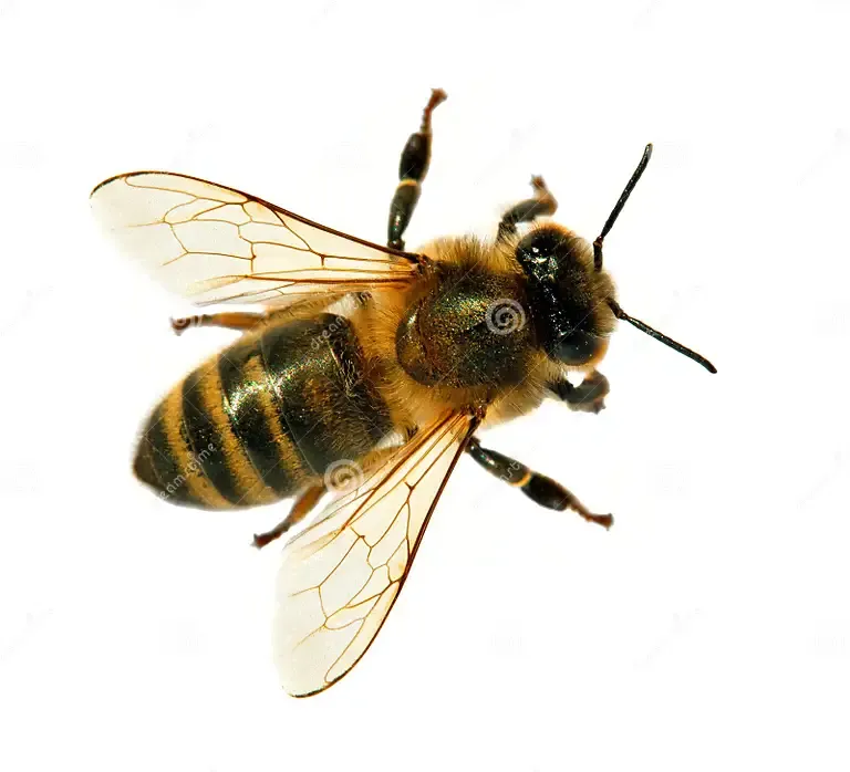 Медоносная пчела (Apis mellifera)