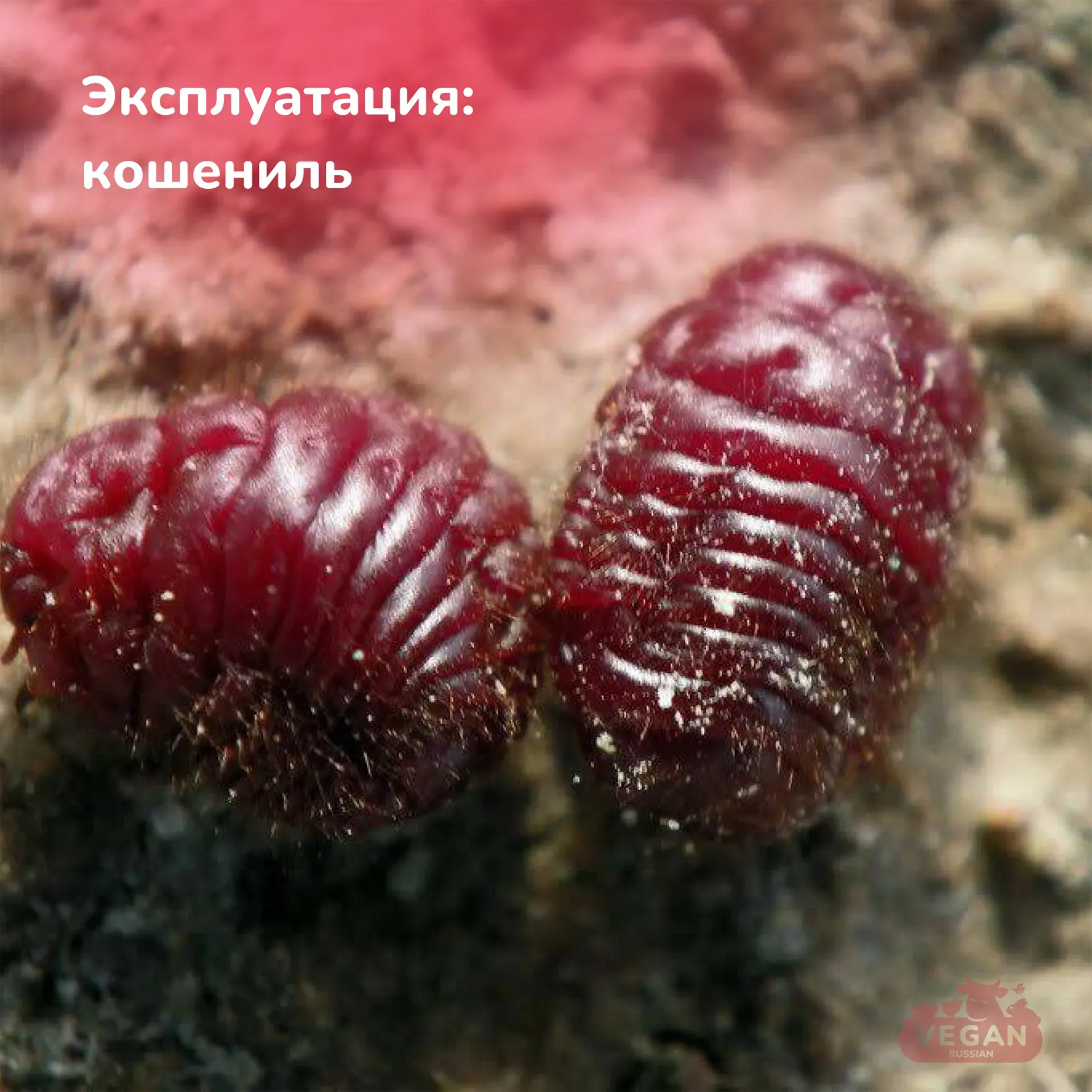 Кошениль (Dactylopius coccus)