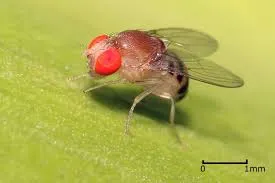 Плодовая мушка (Drosophila melanogaster) 