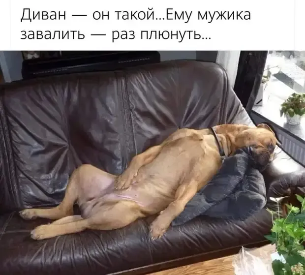 Эх, уж эта собачья жизнь #1