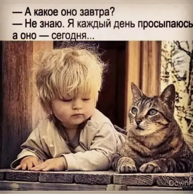 Философский вопрос коту! #2