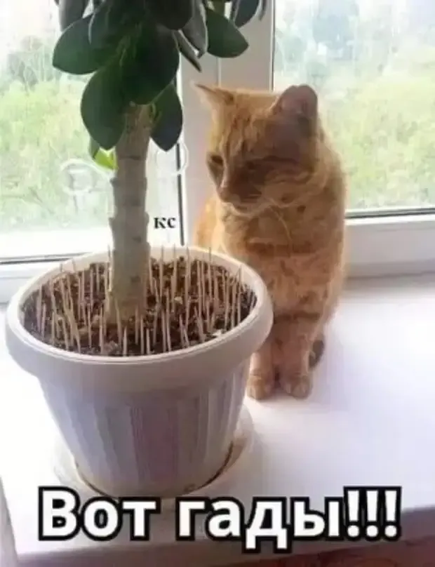 Находчивые хозяева обломали кайф коту! #1