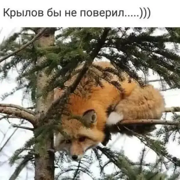 Лиса спутала все карты в басне Крылова. Не хватает только кусочка сыра.