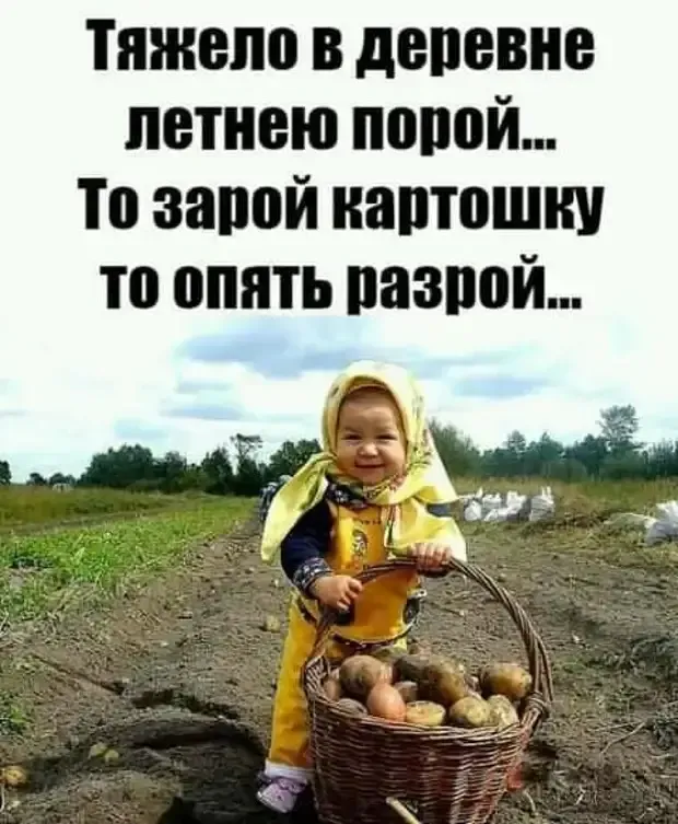 Картошки полное лукошко! #2