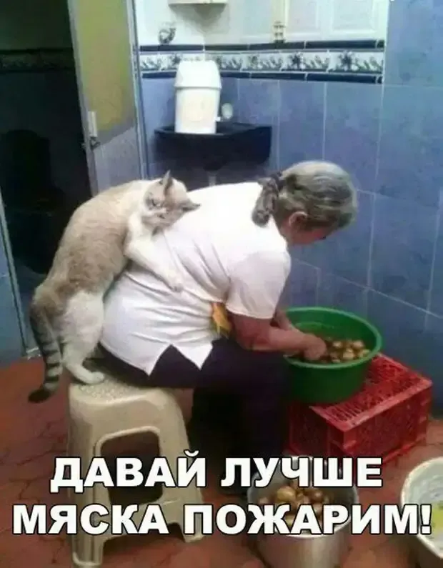 Хитрый котяра #2