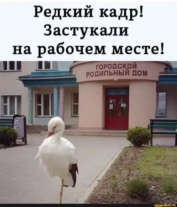 Аист на дежурстве #2