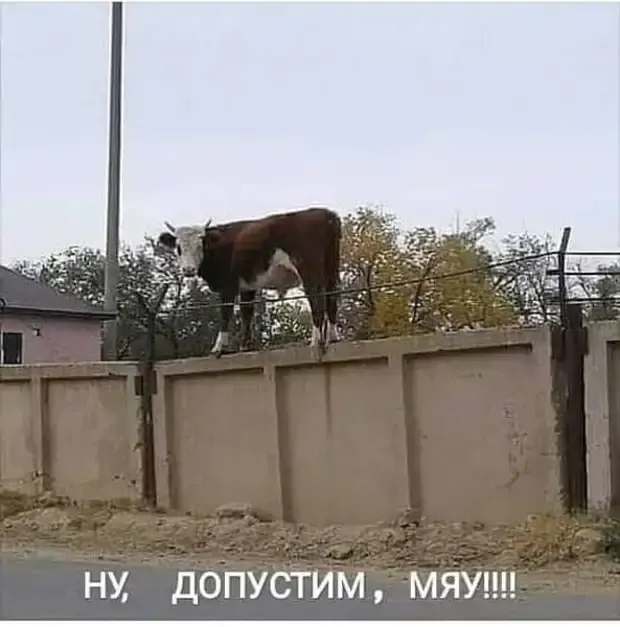 Корова на необычной позиции #2