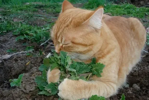Пять запахов, которые обожают  кошки  #4