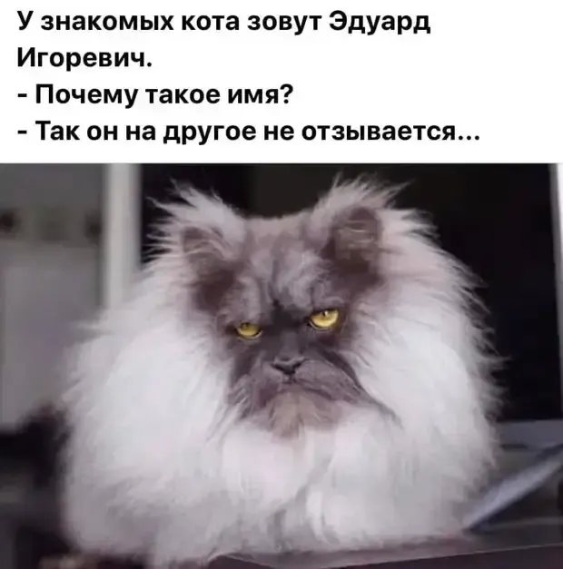 Как кота назовешь, на то имя он и откликается #1