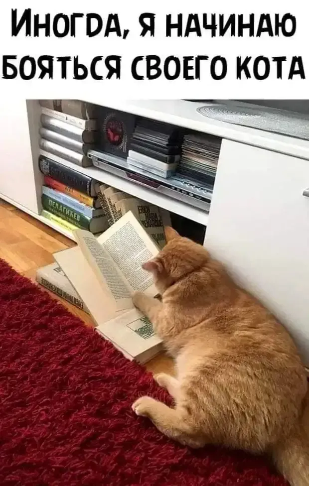 Там кот ученый все ходит по цепи кругом! #2
