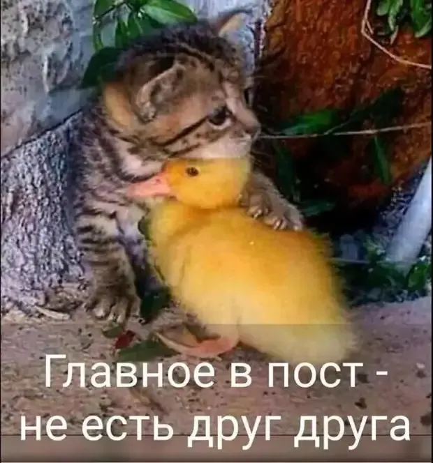 Котенок и уточка #2