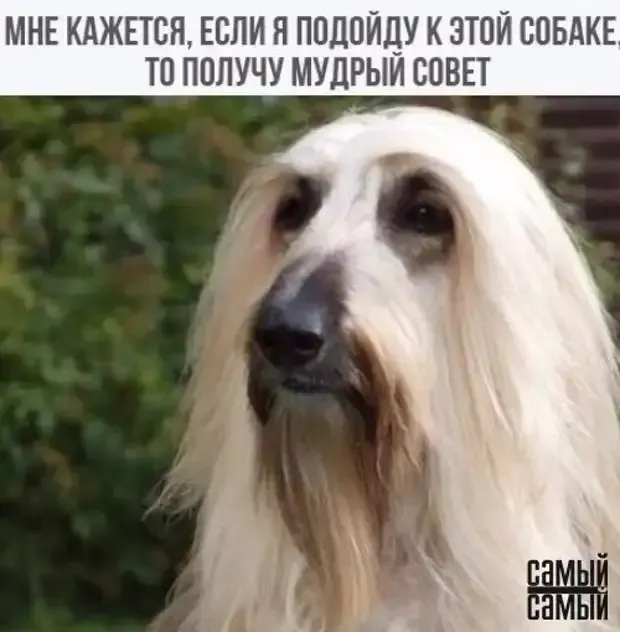 Собачья мудрость не хуже человеческой #2