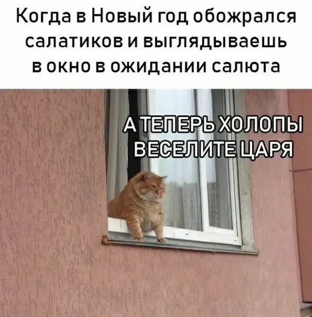 Кот наблюдатель #2