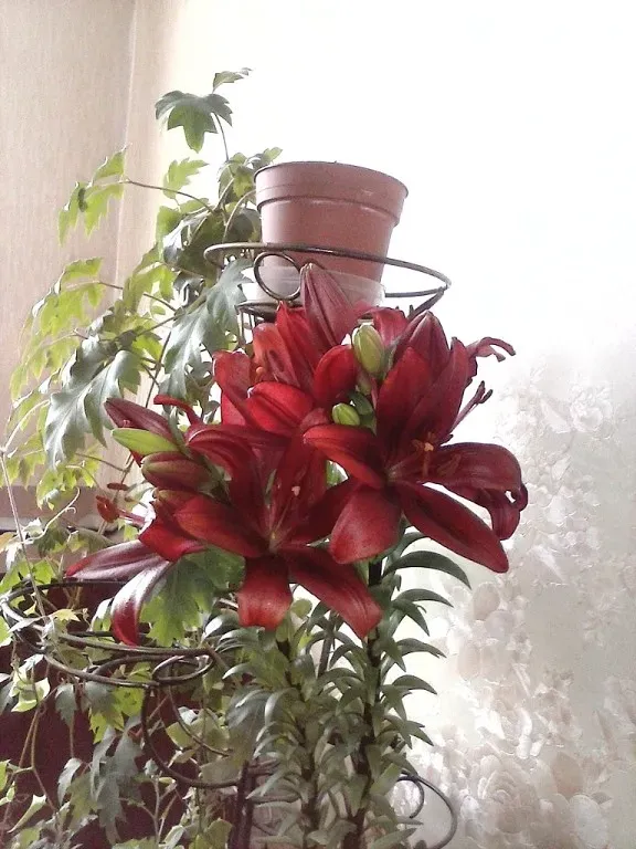 Лилия Roselily Olympia