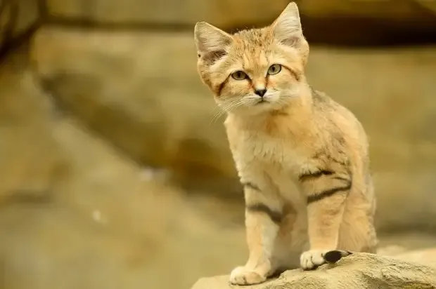  Песчаная  (барханная)  кошка