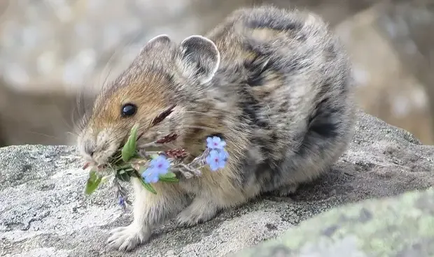 Американская  пищуха