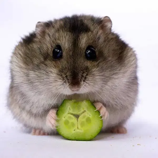 Хомячок