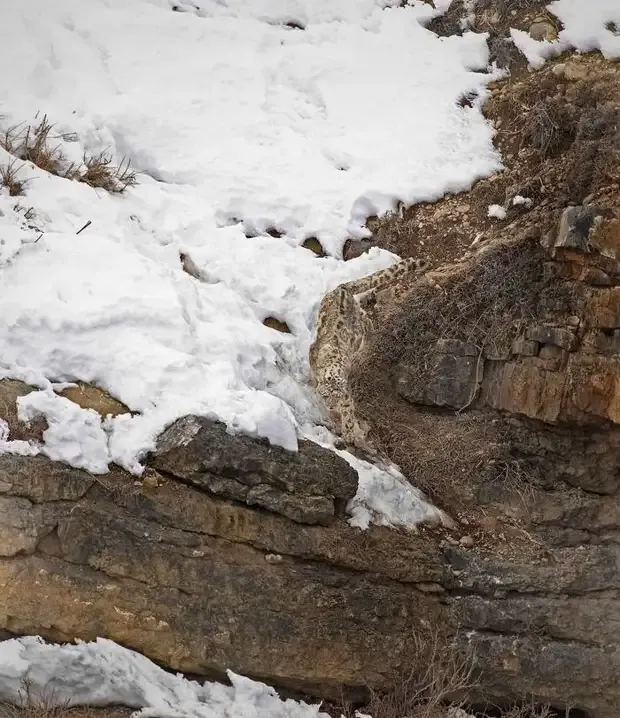 Снежный барс #2