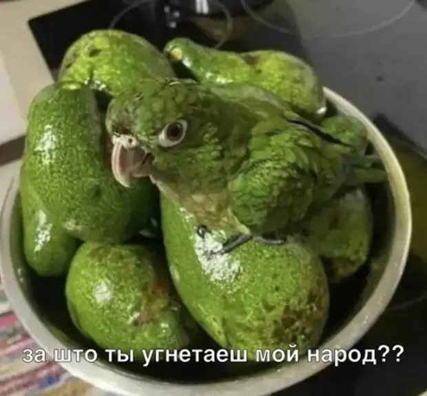 Ты кого укусить хотел? #2