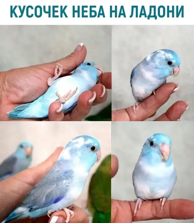 Еще один попугай оригинального окраса #2