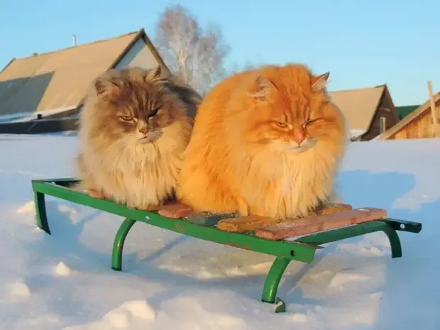 Сибирская кошка — самая «русская» кошка из всех отечественных пород #4