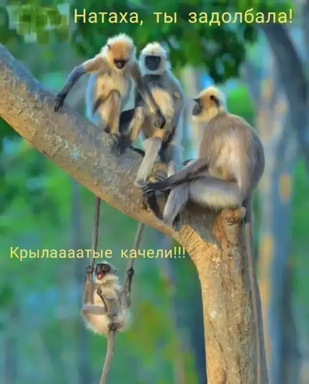 Крылатые качели на хвостах подруг #2