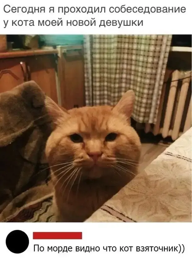Кот взяточник #2
