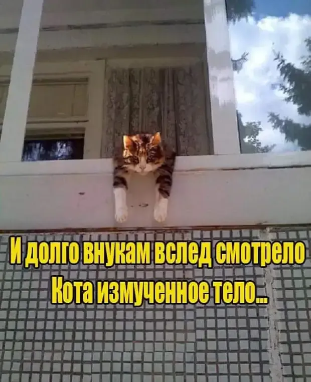 Внуков и коты любят, но не так долго как дедушки и бабушки #2