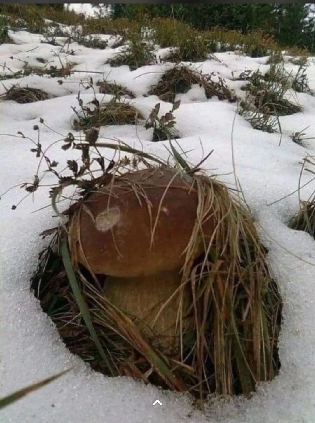 Сюрпризы природы 2025 года #2