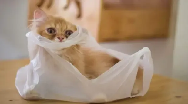 Можно ли кошке играть с коробками и пакетами и безопасно ли это? #4