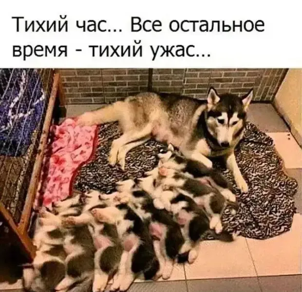 Семейство хаски #2
