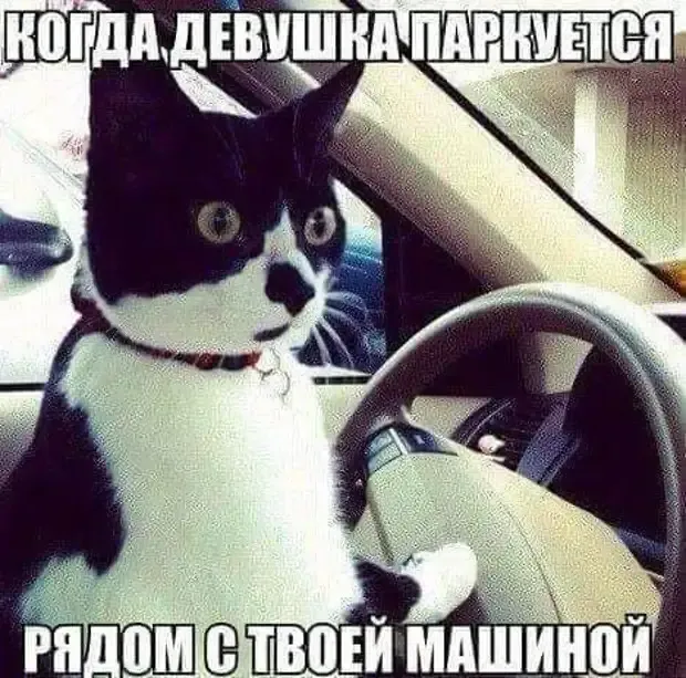Ярче передать чувства человека, чем этот кот на фото невозможно!