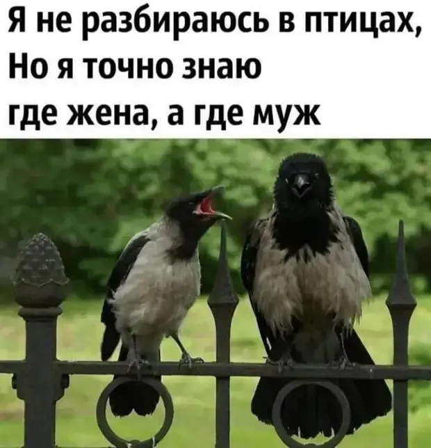 Я же тебе ясно говорю. Чего взъерошился?!