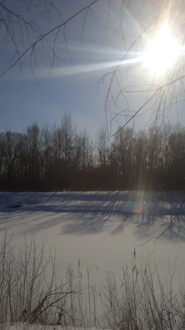 Зимнее солнце в лесу. #1