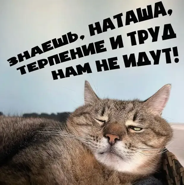 Философия жизни по мнению кота! #1