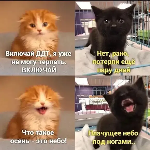 Котики поклонники ДДТ #2