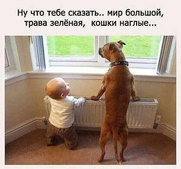 Друг пес дает советы малышу о жизни за окном #1