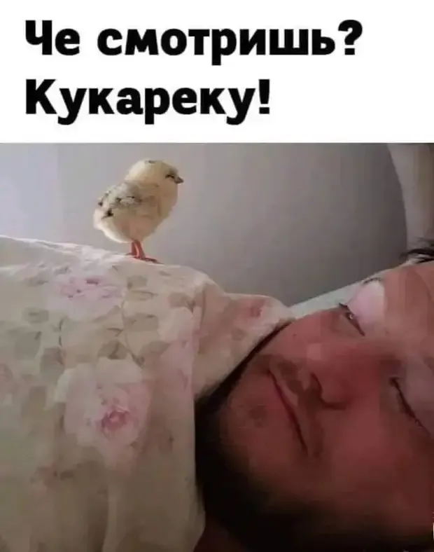 Будущий петушок тренируется утренней побудке! #1