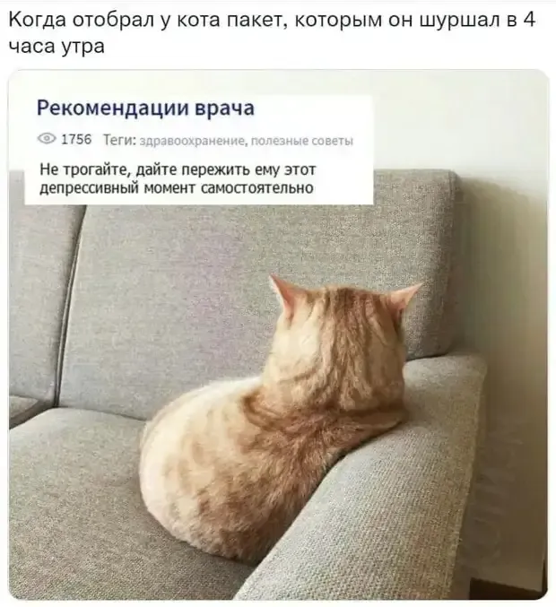 Обидели кота. Депрессия. Обида.  #1