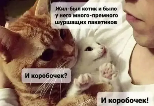 Сказка для котят на ночь #2