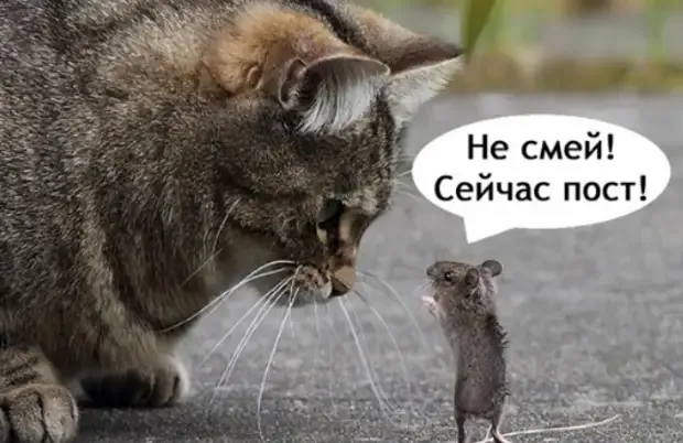 Великий пост и для котов! #1