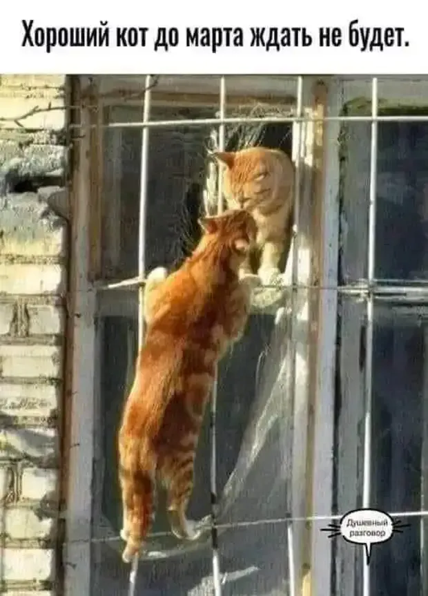 Ни что не удержит кота от призывов приближающейся весны! #2