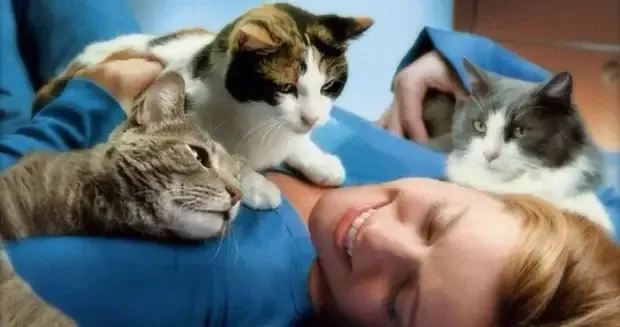 Коты запоминают клички друг друга, но равнодушны к своим хозяевам #1