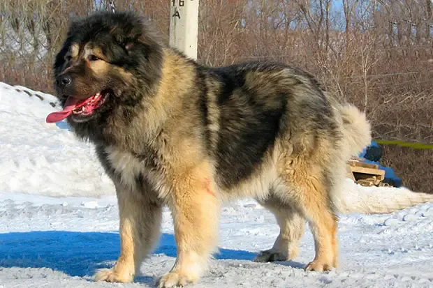 Кавказская овчарка.