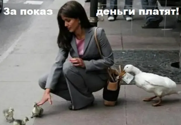 Утка карманница. #2